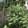 Jungle @ Barbados 26.02.04