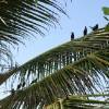 Bajan birds in the garden @ Seascape Beach House