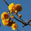 Yellow Flower Tree @ Sandy Lane Barbados