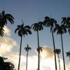 Kingsize palmtrees @ Barbados