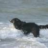 Pepper da surferdog checking out da action @ da Brouwersdam 19.06.03