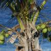 Coconut palmtree @ Bathsheba 29.01.04