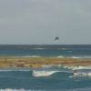 Naish kite team action @ Ocean Spray 09.02.04