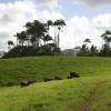 Da green hills @ da highest point of Barbados 26.02.04