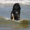 Pepper surfing @ da Northshore of Renesse 16.06.04