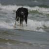 Pepper surfing a small wave @ Renesse Northshore 18.06.04