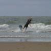 Volker wiping out on his eden pro skimboard@Renesse Northshore 20.06.04