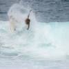 Local bodyboarder in action @ Bathsheba Barbados 02.02.05