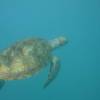 Turtle @ Barbados