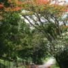 Tree in bloom @ Gun Hill Barbados 17.06.05