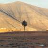 Lonely Palmtree @ Fuerteventura