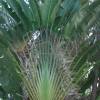 Travellers palmtree @ Codrington College Barbados