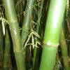 Bamboo @ Barbados