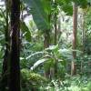 Jungle @ Barbados