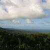 Jungle view @ Barbados