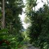 Road to Flower Forrest @ Barbados