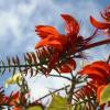Tree in bloom @ Barbados