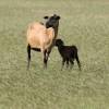 Bajan Black Belly Sheep with her young @ Barbados