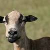 Rrrrrr Black Belly Sheep @ Barbados