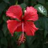 Hibiscus @ Miami Beach Barbados