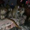 Bajan Green Monkeys @ Reef Classic @ Soupbowl Bathsheba 05.11.06 416