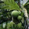 Breadfruit tree @ Barbados