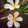 Tropical Frangi Pani flowers @ Seascape Beachhouse Barbados