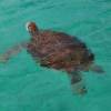 Huge turtle @ the Westcoast of Barbados
