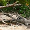 Eager bird @ Casuarina Beach Barbados