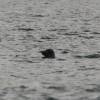 Zeehond (seal) @ Vuurtorenpad Nieuw-Haamstede