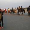 Horses on the beach @ Renesse's Northshore