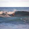 Arjen surfing his McTavish 9'1 @ Parlors Bathsheba Barbados