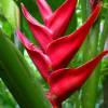 Tropical flower @ Flower Forrest Barbados