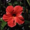 Hibiscus at Ocean Spray