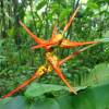 Flower Forrest @ Barbados 170