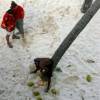 Breaking open the coconuts @ Bottom Bay Barbados