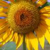 Sunflower @ Barbados