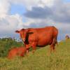 Cow in the countryside @ Barbados