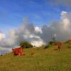 Cows in the hills @ Barbados