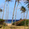 Morgan Lewis Beach @ Barbados