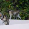 Bajan monkeys @ Silver Sands Barbados
