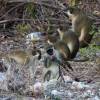 Bajan monkey family @ Silver Sands Barbados