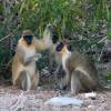 3 Bajan monkeys @ Silver Sands Barbados