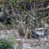 Bajan Green Monkeys @ Silver Sands Barbados