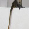 Bajan monkeys tail @ Silver Sands Barbados