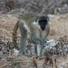 Bajan Green Monkey @ Silver Sands Barbados