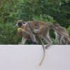 Mother and baby + fruit @ Silver Sands Barbados