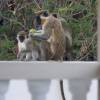 Bajan Green Monkey family @ Silver Sands Barbados
