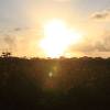 Sunset in a cottonfield @ Barbados