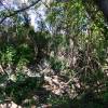 Jungle near Conset Bay @ Barbados